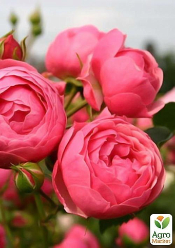 Троянда флорибунда (ліцензійна Kordes) "Pomponella" (саджанець класу АА +) вищий сорт