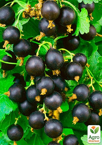 Смородина чёрная "Чёрный Бумер" (ранний срок созревания, вкус один из лучших среди крупноплодных) - фото 2
