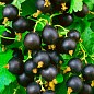 Смородина чёрная "Чёрный Бумер" (ранний срок созревания, вкус один из лучших среди крупноплодных) купить
