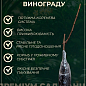 Виноград "Дубовский Красный" (сладкий крупный, гигантская ягода) купить