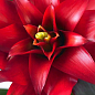 Гузманія бордова (Guzmania sanguinea) "Burgundy"