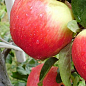 Яблуня "Елізе" (зимовий сорт, пізній термін дозрівання) цена