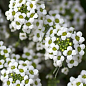 Алиссум (Лобулярия) "Wonderland White"  купить