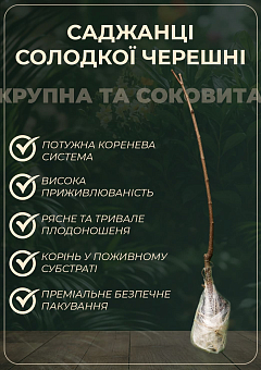 Ексклюзив! Черешня рожева "Фірузе" (Firuse) (преміальний сорт, дає багатий урожай)11