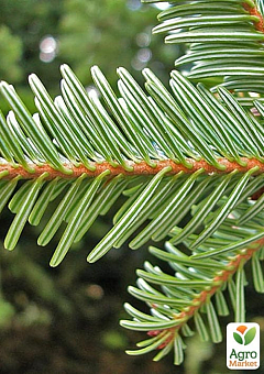 Ялиця Європейська біла 5-річна (Abies alba) С5, висота 30-40 см26
