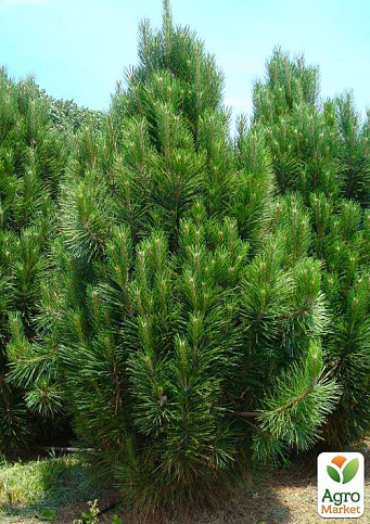 Сосна Чорна "Nigra" (Pinus Nigra) горщик P9