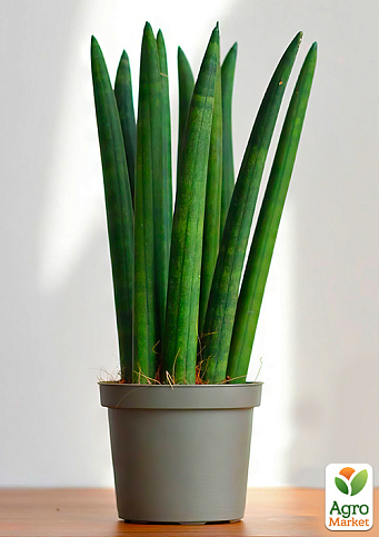 LMTD Сансевиерия "Сylindrica" высота растения 40-50см - фото 4