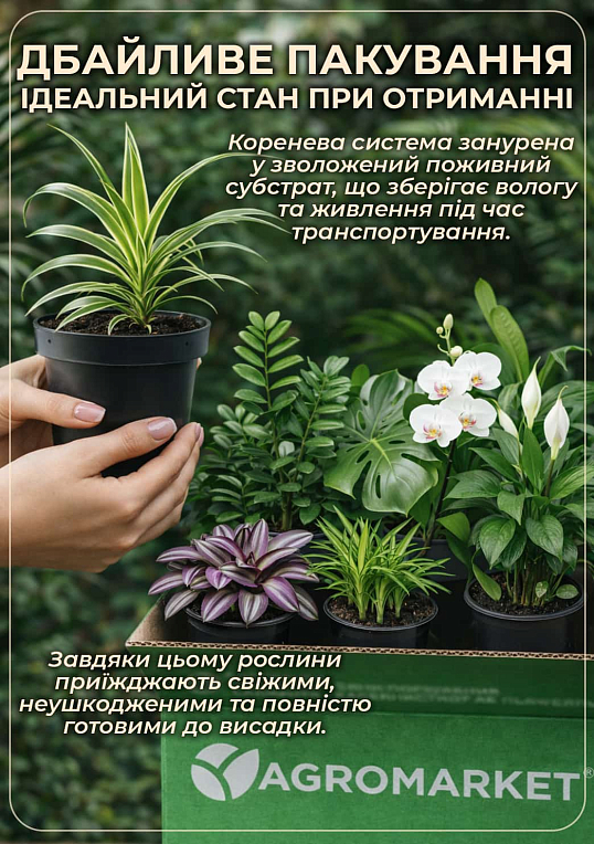 Аспарагус (Asparagus Plumosus)