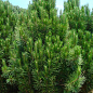 Сосна Чёрная "Nigra" (Pinus Nigra) горшок P9