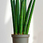 LMTD Сансевієрія "Сylindrica" висота рослини 40-50см