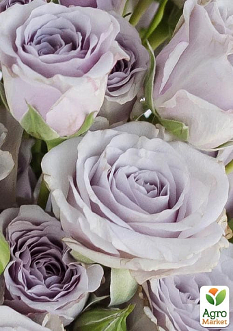 Роза чайно-гибридная "Boyfriend" (саженец класса АА+) высший сорт - фото 2