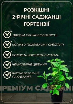 Гортензия крупнолистная 2-х летняя "Endless Summer Bailmer" высота саженца 25-45см25