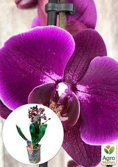 Орхидея Мини (Phalaenopsis) "Purple"2