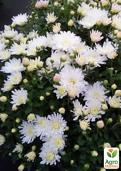 Хризантема мультифлора шарообразная "Superba White" 1