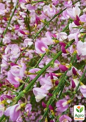 Ракитник 3-х летний "Moyclare Pink" вазон С4