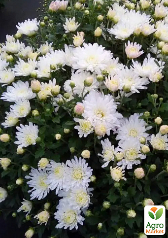 Хризантема мультифлора шарообразная "Superba White" 