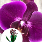 Орхідея Міні (Phalaenopsis) "Purple"