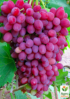 Эксклюзив! Виноград ярко-розовый "Мирби" (премиальный сорт, крупноплодный кишмиш,грозди весом до 1,5 кг)2