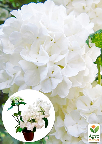 LMTD Гортензия крупнолистная цветущая 3-х летняя "Snowball" (30-40см)