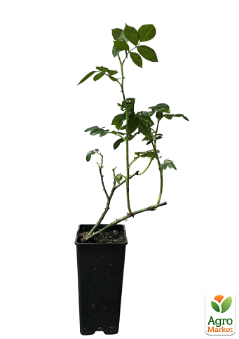 Роза плетистая "Лаура Форд" в контейнере, высший сорт - фото 2