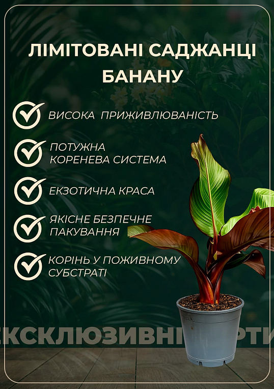 Банан Червоний (Ensete Maurelli) "Red Banana" - фото 3