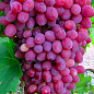 Ексклюзив! Виноград яскраво-рожевий "Мірбі" (преміальний сорт, великоплідний кишмиш, грона вагою до 1,5 кг)