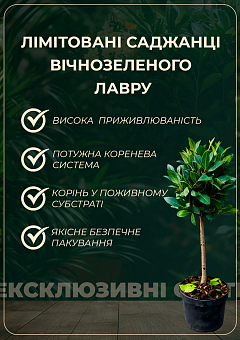 LMTD Лавр вічнозелений на штамбі 4-х річний "Laurus nobilis" (65-75см)4