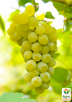 Ексклюзив! Виноград зеленуватий з рум'янцем "Біанка" (Bianca) (преміальний винний сорт, раннього терміну дозрівання)1 саджанець в упаковці1