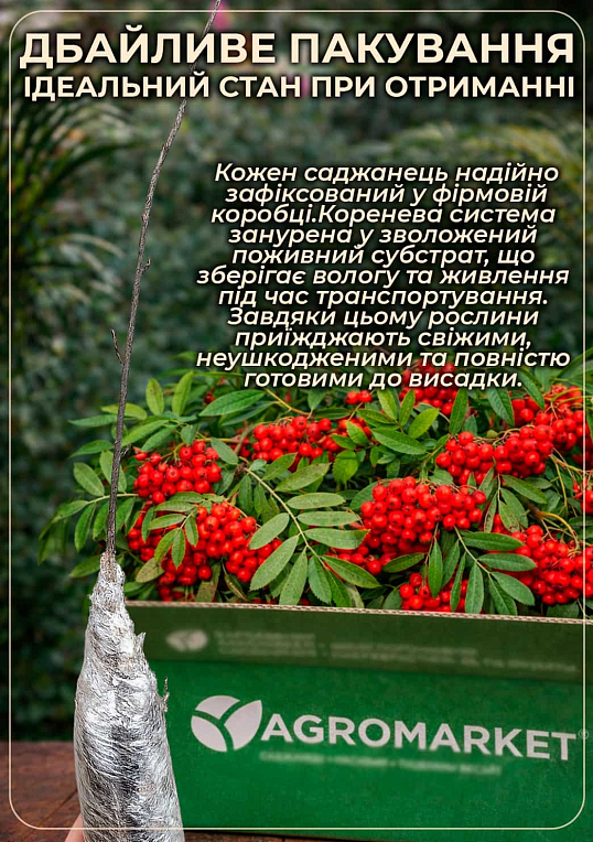 Горобина шведська червона (Sorbus intermedia)
