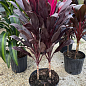 LMTD Кордилина "Mambo" (высота 35-45см) вазон 12