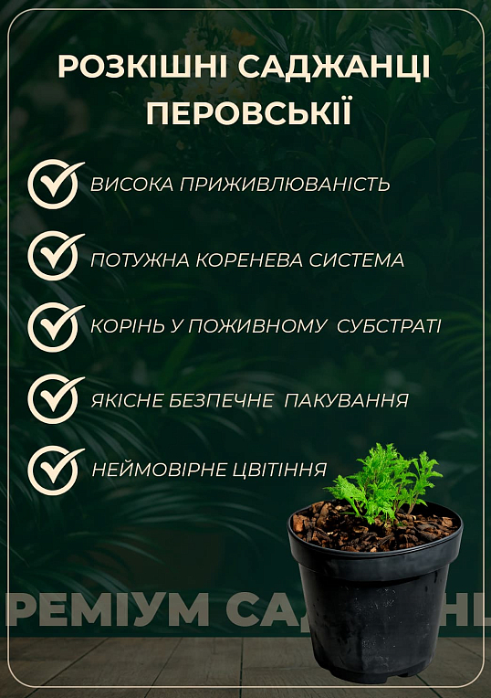 Перовския лебедолистная "Blue Spire" вазон С2