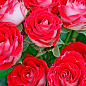 Ексклюзив! Троянда дрібноквіткова (спрей) "Іль Міо" (Il Mio) (саджанець класу АА+) вищий сорт