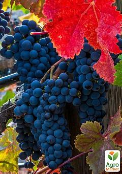 Виноград "Чорна Перлина" (винний сорт, ранньо-середній термін дозрівання, морозостійкий)1