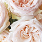 Роза кустовая "Вайт Охара" (саженец класса АА+) высший сорт купить