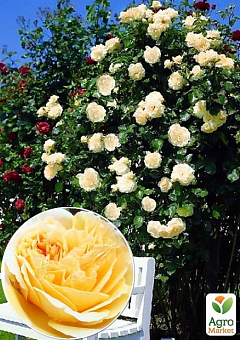 Троянда англійська плетиста "Перпешуалі Йорс" (саджанець класу АА +) вищий сорт15