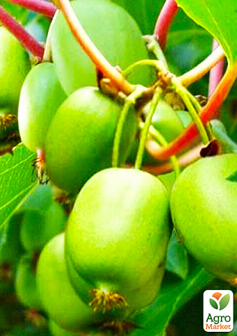 Актинидия "Вити Киви" самоопыляемый! (мини-киви, самоплодный сорт, средний срок созревания)  - фото 5