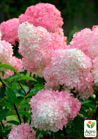 Гортензія волотиста 4-х річна "Vanilla Fraise", С5 - фото 3