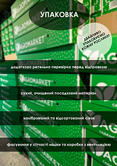Ексклюзив! Цибуля-сівок 0.5кг озимий середньостиглий "Senshyu Yellow (Сеншуй Еллоу)"21