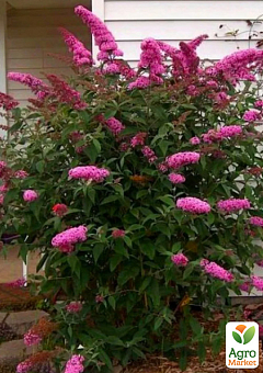 Буддлея Давида "Flutterby Pink" 1 саджанець в упаковці
