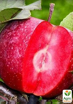 Яблуня красномясая "Сирена" (Sirene) (літній сорт, середній термін дозрівання)1