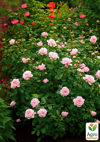 Троянда англійська "Wisley" (саджанець класу АА+) вищий сорт - фото 4