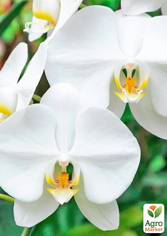 Орхідея (Phalaenopsis) "Cascad Formidablo" висота 35-45см - фото 3