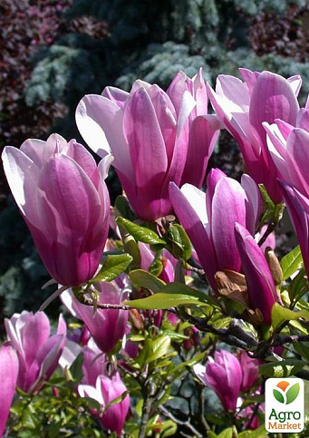 Магнолия "Oriental Night" 