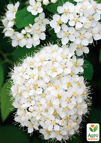 Спірея японська 2-х річна "Albiflora" вазон С2, висота 20-40см - фото 3