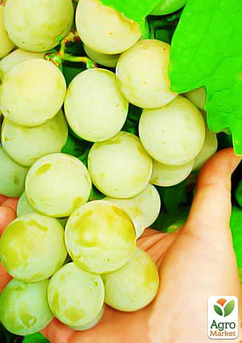 Виноград "Талисман"