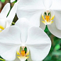 Орхідея (Phalaenopsis) "Cascad Formidablo" висота 35-45см цена