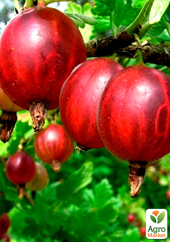 Крыжовник "Машека" (средний срок созревания, высокая устойчивость к вредителям и болезням) - фото 4