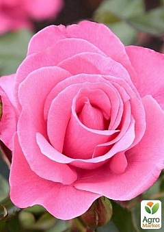 Роза флорибунда "Марко" (саженец класса АА+) высший сорт1