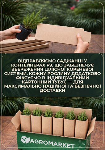 Ель колючая голубая "Santa Fe" (горшок P9) - фото 4