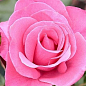 Роза флорибунда "Марко" (саженец класса АА+) высший сорт